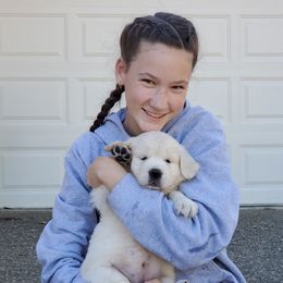 Golden Retriever Puppies from Hoekema Homestead Goldens