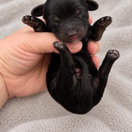 Wednesday - Black female Dachshund puppy in Riverton, Wyoming from Wild Rose Ridge Doxies
