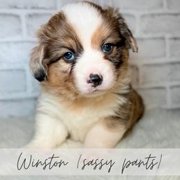 Turkey - Brindle merle and white male American Corgi puppy in Greenwood, Indiana from Witch Creek Corgis