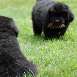 Newfoundlands from Southwind