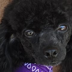 Cavalier King Charles Spaniels, Cavapoos, and Poodles from Far West Texas Oodles of Cavoodles & Cavi's