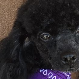 Cavalier King Charles Spaniels, Cavapoos, and Poodles from Far West Texas Oodles of Cavoodles & Cavi's