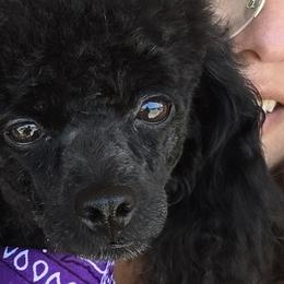Cavalier King Charles Spaniels, Cavapoos, and Poodles from Far West Texas Oodles of Cavoodles & Cavi's