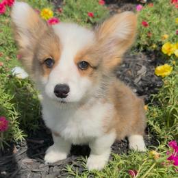 Bug - Red male Pembroke Welsh Corgi puppy in Decatur, Texas from Bar S Corgis