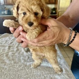 Poodle Puppies from ItalianToyPoodles