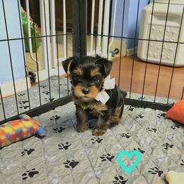 Yorkshire Terrier Puppies from Kathryn's Yorkies