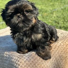 Boy 1 - Black and tan male Shih Tzu puppy in Calimesa, California from Little Mountain’s Shih Tzus