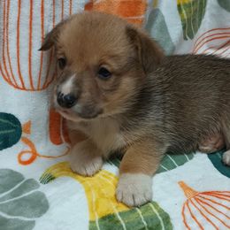 Pembroke Welsh Corgi Puppies from Episode Corgis