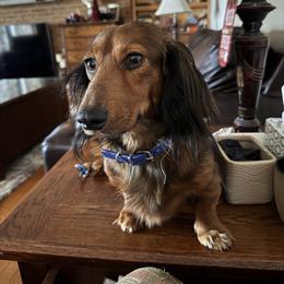 Gumbo - Dachshund