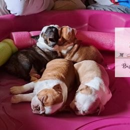 Boston Terrier Puppies from M&Bs Boston Terriers