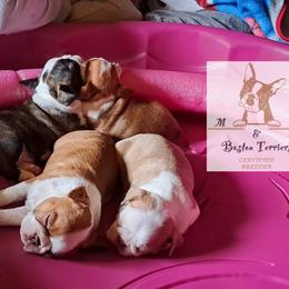 Boston Terrier Puppies from M&Bs Boston Terriers
