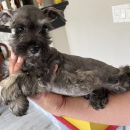 Boy 1 - Salt and pepper Miniature Schnauzer puppy in Santa Clarita, California from Santa Clarita’s Miniature Schnauzers