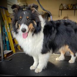 Brazen - Black white and tan female Shetland Sheepdog puppy in Dayton, Ohio from Buckeye Shelties