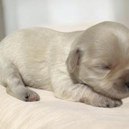 Juliet - White female Havanese puppy in Cadwell, Georgia from Hashtag Havenese