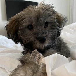 Havanese from Olive’s Garden