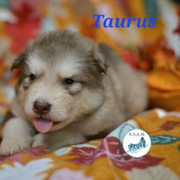Taurus - Red and white male Alaskan Malamute puppy in Kingston, Tennessee from North Shore Alaskan Malamutes