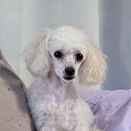Winnie - Poodle