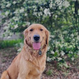 Golden Retriever All Grown Up from Magnolia Farm