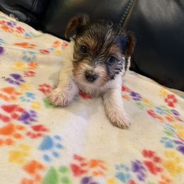 Yorkipoo and Yorkshire Terrier Puppies from Bougie Paws LLC