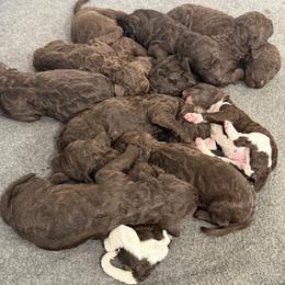 Labradoodle Puppies from Coastal Cocoa Labradoodle