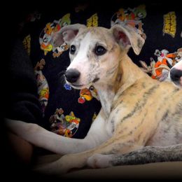 Saluki and Whippet Puppies from Aeolus Salukis & Whippets