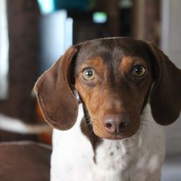 Dakoda - Dachshund