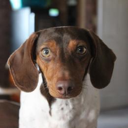 Dakoda - Dachshund
