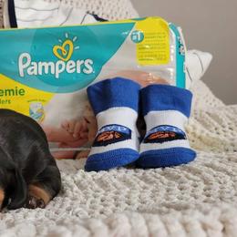 Dachshund Puppies from Bridge Creek Dachshunds