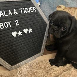 Black boy 2 - Black male Pug puppy in Norborne, Missouri from Pug Palace