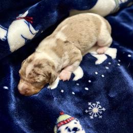 Male 1 - Dapple male Dachshund puppy in Winchester, Kentucky from Morton’s Teenie Weenies