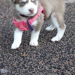 Siberian Husky Puppies from Bella's Working husky
