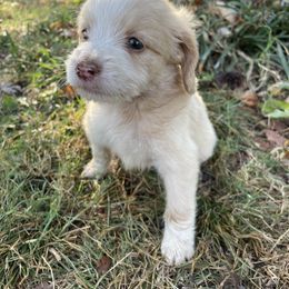 Tater Tot - Apricot female Aussiedoodle puppy in Edmond, Oklahoma from Oodles of Doodles and Poodles