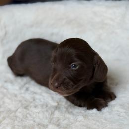 Mocha - Chocolate female Dachshund puppy in Duncanville, Alabama from Bear Creek Dachshunds