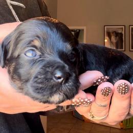 Abby (Pink) - Phantom female Bernedoodle puppy in Peoria, Arizona from Wroth's Paws