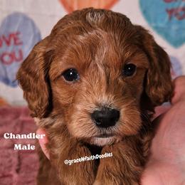 Chandler - Red  male Goldendoodle puppy in Peytno, Colorado from Grace N Faith Doodles