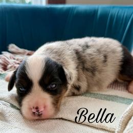 Bella - Blue merle female Miniature Australian Shepherd puppy in Sandy Hook, Kentucky from RidgeTop Aussies