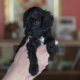 Peter Parker - Black male Goldendoodle puppy in Milton, Florida from Sutton Place Doodles