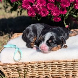 Magnolia - Tri-color female Bernedoodle puppy in Mount Pleasant, Tennessee from Amy Brewer