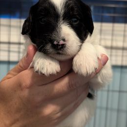 Aussiedoodle Puppies from Fur Hollow Puppies