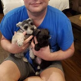 Miniature Schnauzer All Grown Up from Sonia's Pack Schnauzers for ever.