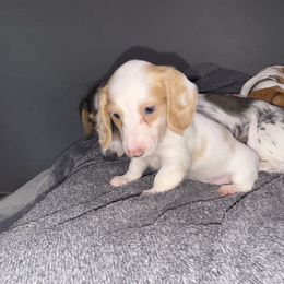 Girl 2 - Piebald female Dachshund puppy in Stockton, California from Royalty Weenies