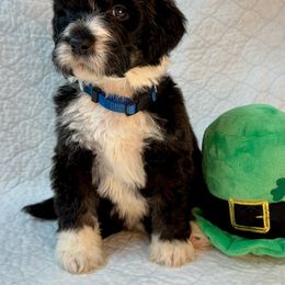Bernedoodle Puppies from Doodle Dogs KY