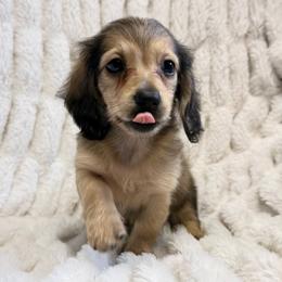 Wednesday - Cream female Dachshund puppy in Sebring, Florida from Mini Weenies