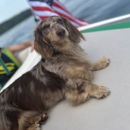 Dudley - Dachshund