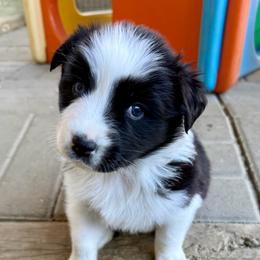 Teacup - Black tri-color female Australian Shepherd puppy in Putnam County, New York from Highland Haven Australian Shepherds