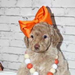 Poodle Puppies from Barren River Bernedoodles and Poodles