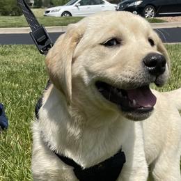 Labrador Retrievers from Katrina Tolbert