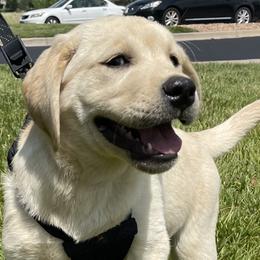 Labrador Retrievers from Katrina Tolbert