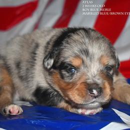 Atlas - Blue merle male Miniature Australian Shepherd puppy in Patterson, North Carolina from DreamLine Aussies