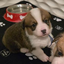 Rocket - Red male Pembroke Welsh Corgi puppy in Palm Bay, Florida from Space Coast Corgi